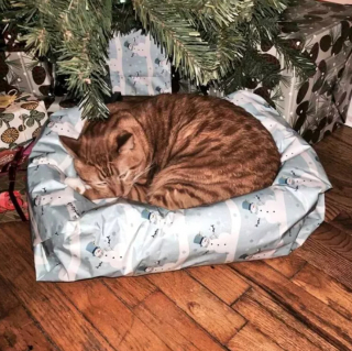 Illustration de l'article : 19 chats qui vouent une véritable fascination pour les emballages cadeaux de Noël