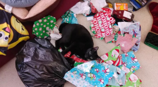 Illustration de l'article : 19 chats qui vouent une véritable fascination pour les emballages cadeaux de Noël