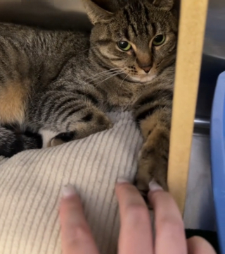 Illustration de l'article : La triste histoire d'une chatte de refuge devant recommencer à zéro car ses adoptants la trouvaient "trop joueuse" (vidéo)