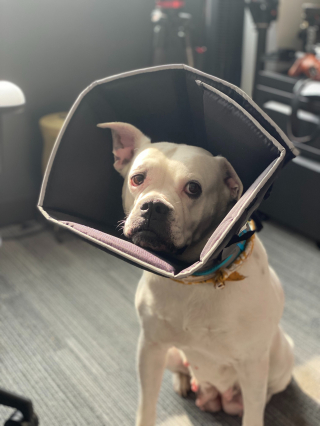 Illustration de l'article : Des vétérinaires réalisent une prouesse en opérant un chien risquant la paralysie à cause d’une tumeur