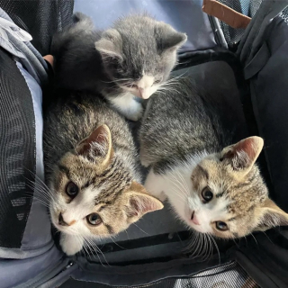 Illustration de l'article : 2 chatons ayant perdu leur mère puis leur sœur traversent ensemble les épreuves de la vie
