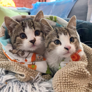 Illustration de l'article : 2 chatons ayant perdu leur mère puis leur sœur traversent ensemble les épreuves de la vie