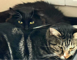 Illustration de l'article : Une femme patiente et déterminée essaie pendant 3 ans de gagner la confiance d'une chatte secourue à l'étranger
