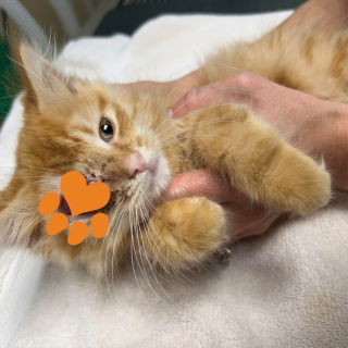 Illustration de l'article : Une belle histoire d’amitié entre un chaton et un chiot blessés naît dans l’unité des soins intensifs
