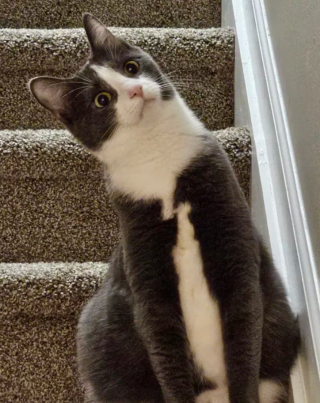 Illustration de l'article : 14 photos de chats, à la fois attendrissantes et amusantes