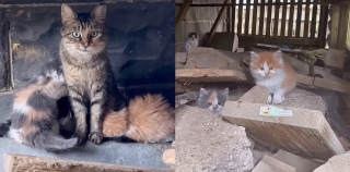 Illustration de l'article : Une bénévole déterminée tente de gagner la confiance de chatons méfiants dont un à la santé très fragile