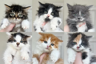 Illustration de l'article : Une bénévole déterminée tente de gagner la confiance de chatons méfiants dont un à la santé très fragile