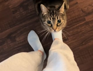Illustration de l'article : L'attitude étonnante d'un chat qui insiste pour que son panier chauffant soit branché (vidéo)
