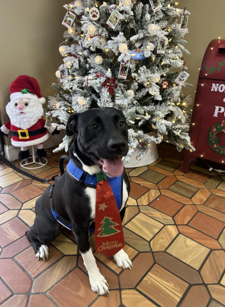 Illustration de l'article : Un salon de toilettage invite les chiens et leurs propriétaires à poser avec le père Noël pour la bonne cause