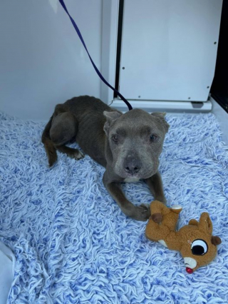 Illustration de l'article : Un bon samaritain découvre un chien errant cachectique sans se douter qu'on le recherchait depuis des mois