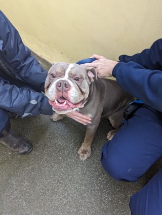 Illustration de l'article : Un individu accroche son chien sur le portail d’un refuge au beau milieu de la nuit et s’en va