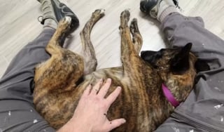 Illustration de l'article : La réaction sublime d’un homme comprenant que la chienne qu’il accueille ne le quittera pas