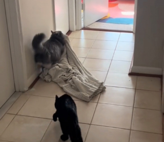Illustration de l'article : L'amour inconditionnel entre un chat à la queue touffue et sa précieuse couverture qu'il traîne partout (vidéo)