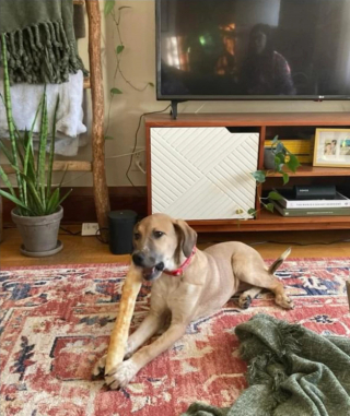 Illustration de l'article : La famille d'un chien s'étant échappé lors d'une promenade s'en remet au pouvoir des réseaux sociaux