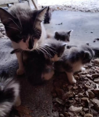 Illustration de l'article : Une fratrie de chatons en quête de chaleur et un congénère orphelin décident de former une seule et même famille