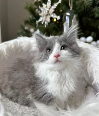 Illustration de l'article : Une fratrie de chatons en quête de chaleur et un congénère orphelin décident de former une seule et même famille