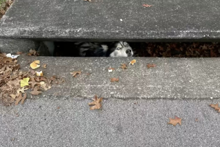 Illustration de l'article : Un Husky un peu trop curieux se retrouve coincé dans un avaloir et attend désespérément les secours