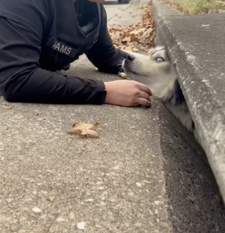 Illustration de l'article : Un Husky un peu trop curieux se retrouve coincé dans un avaloir et attend désespérément les secours