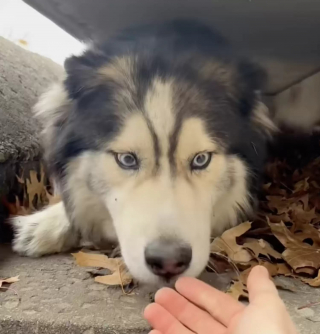 Illustration de l'article : Un Husky un peu trop curieux se retrouve coincé dans un avaloir et attend désespérément les secours