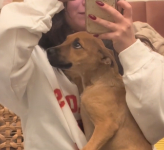 Illustration de l'article : La transformation touchante d'un chiot terrifié secouru à l'étranger et ne demandant qu'à être aimé (vidéo)