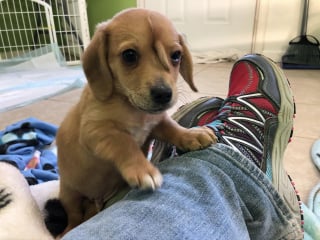 Illustration de l'article : Des individus mal intentionnés tentent de faire du mal à un chiot parce qu’ils le croient maléfique