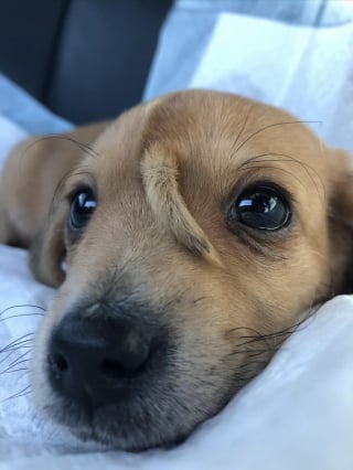 Illustration de l'article : Des individus mal intentionnés tentent de faire du mal à un chiot parce qu’ils le croient maléfique
