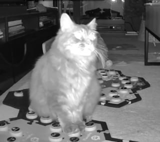 Illustration de l'article : Un chat dont la maîtresse souffre de migraine lui recommande le remède parfait à ses yeux (vidéo)