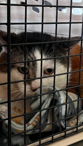 Illustration de l'article : Une couple se rend au refuge pour adopter un animal et tombe sur un chat qui ressemble trait pour trait à celui qu’il a perdu 2 ans auparavant