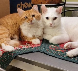 Illustration de l'article : 2 chats errants mal en point se rencontrent en famille d'accueil et décident de remonter la pente ensemble