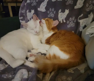 Illustration de l'article : 2 chats errants mal en point se rencontrent en famille d'accueil et décident de remonter la pente ensemble