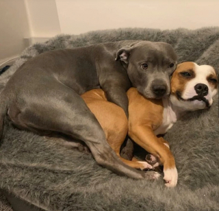 Illustration de l'article : 20 photos de chiens et de chats qui ne manqueront pas de vous émouvoir au plus profond de vous-même