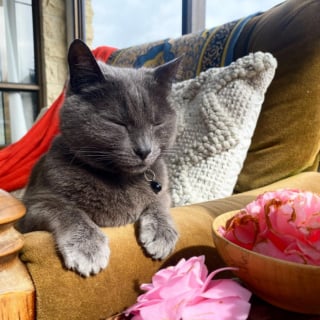 Illustration de l'article : Une chatte à la recherche d'une famille aimante applique le "dites-le avec des fleurs" à la lettre