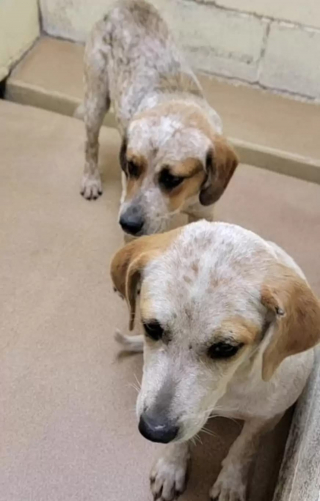 Illustration de l'article : L'image déchirante d'une chienne de refuge s'étant retrouvée seule après l'adoption de son ami