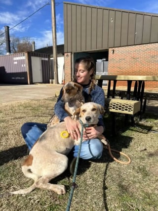 Illustration de l'article : L'image déchirante d'une chienne de refuge s'étant retrouvée seule après l'adoption de son ami