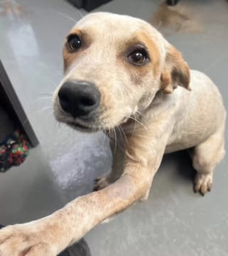 Illustration de l'article : L'image déchirante d'une chienne de refuge s'étant retrouvée seule après l'adoption de son ami