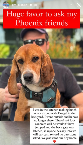 Illustration de l'article : Une marathonienne ayant perdu son chien espère l'aide des réseaux sociaux pour le retrouver