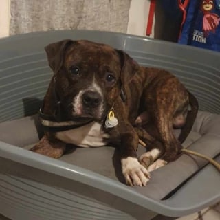 Illustration de l'article : Le combat d'une association pour rendre justice à un chien découvert maigre et les pattes en sang