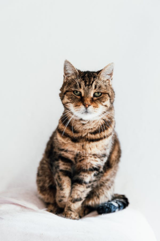 Illustration de l'article : Un couple manque de renverser un chat mal-en-point et découvre son incroyable histoire après l’avoir déposé chez le vétérinaire 