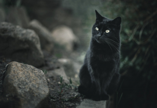 Illustration de l'article : Un miaulement nocturne révèle le périple inattendu d'une chatte perdue des mois plus tôt loin de son pays