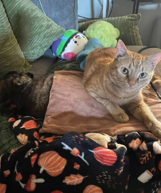 Illustration de l'article : 15 photos de chats pratiquant des activités « typiquement félines »