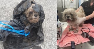 Illustration de l'article : Ses voisins décédés, il décide d'emballer leur chien vivant dans un sac poubelle pour le jeter aux ordures avant de se faire repérer par la vidéosurveillance