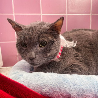 Illustration de l'article : Ce chat cherche du répit après avoir vécu le décès de son maître et souffert d’une maladie grave