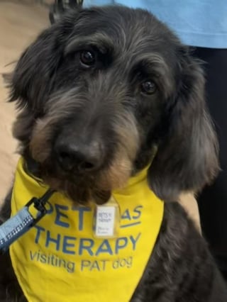 Illustration de l'article : Une chienne de thérapie redonne de l’espoir à une adolescente qui ne pouvait plus marcher après une longue hospitalisation