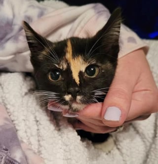 Illustration de l'article : L'émouvante histoire d'Elsie et Tinsley, 2 chatons solitaires ayant trouvé le réconfort dans l'amitié