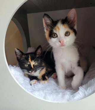 Illustration de l'article : L'émouvante histoire d'Elsie et Tinsley, 2 chatons solitaires ayant trouvé le réconfort dans l'amitié