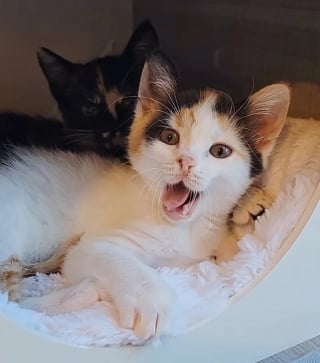 Illustration de l'article : L'émouvante histoire d'Elsie et Tinsley, 2 chatons solitaires ayant trouvé le réconfort dans l'amitié