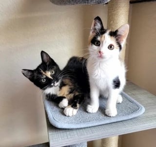 Illustration de l'article : L'émouvante histoire d'Elsie et Tinsley, 2 chatons solitaires ayant trouvé le réconfort dans l'amitié