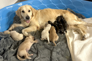 Illustration de l'article : Une maman Golden Retriever se voit proposer 3 petits canidés sauvages appartenant à une espèce menacée avec pour mission de les sauver