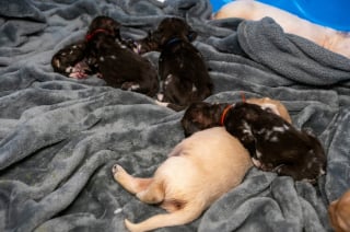 Illustration de l'article : Une maman Golden Retriever se voit proposer 3 petits canidés sauvages appartenant à une espèce menacée avec pour mission de les sauver