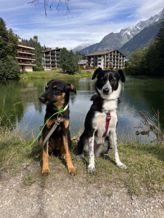 Illustration de l'article : Un chien avec la mâchoire de travers fait preuve d'un courage exemplaire et rêve de croquer la vie à pleines dents
